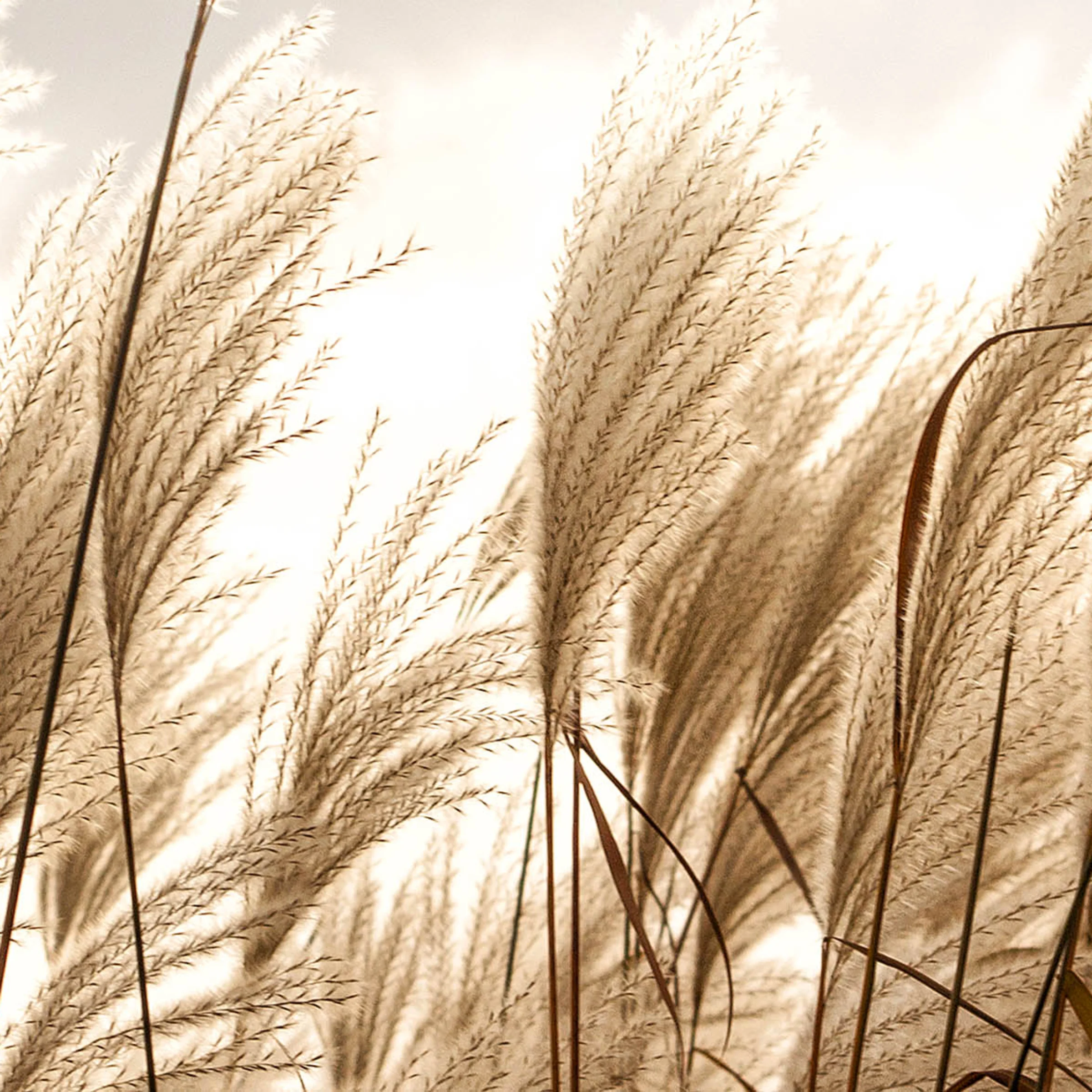 product thumbnail M38_Reed stalks_Glas_klein.jpg